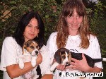 Beagle und mehr ...