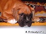 Eine Decke fr den Boxer