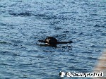 Erfrischendes Bad im Wallersee
