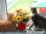 Interessante Vierbeiner vor dem Fenster