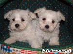 Kleine Hunde - ganz groß