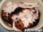 Ein Korb voller "Schlafbeagle"