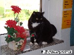Blumenfreund