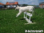 Sport und Training im SCHNAUZERL