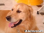 Blonde Schönheit - wenn auch männlich