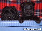 Max und Moritz