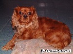 Ein echter Sir - Kavalier Kings Charles Spaniel