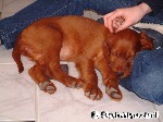 Geborgenheit beim neuen Besitzer
