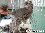 Hundefrisur nötig