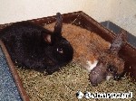 Osterhasen?