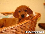 Ich soll irgendwann mal ein Irish Setter werden.