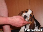 Toller Knabberknochen