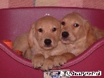 Retriever unter sich