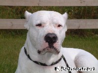 Dogo Argentino sind MENSCHENFREUNDLICHE Hunde