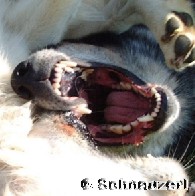 Wer frchtet sich vorm schwarzen Hund?