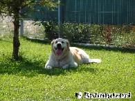 Grne Spielflche