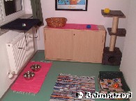 Katzenzimmer