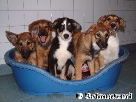 Wir sind kostenlos vom SCHNAUZERL aufgenommen worden