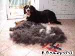 Fell nur von einem Hund!