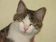 Katze