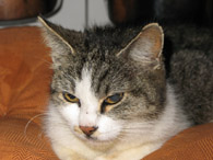 Katze