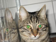 Katze