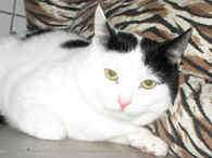 Katze