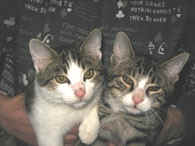 2 Katzen