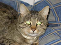 Katze