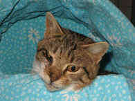 Katze