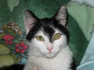 Katze