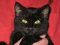 Katze