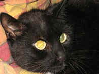 Katze
