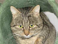 Katze