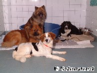 Zusammenstellung der Rudel