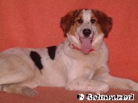 SCHNAUZERL hat uns aufgenommen