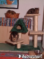 Tigerkatzengruppe