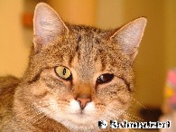 Portrait von Muuz