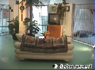 Gemtlicher Abend im Hundespielzimmer