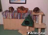 Katzenzimmer