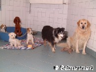 Praktische Erfahrungen durch die Tierpension