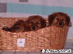 Hier ist nur ein Hund