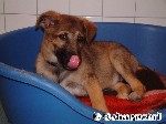 Politur der Nase