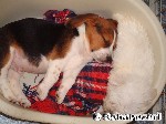 Ein Schlafbeagle ...