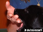 Gefhrliches Raubtiergebi