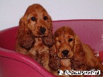 Zwei Hunde - drei Augen
