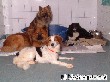 Hundezimmer Rudel 3