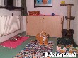 Katzenstube