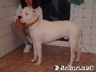 Argentinische Dogge = Dogo Argentino