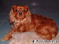 Cavalier King Charles Spaniel (Ruby)